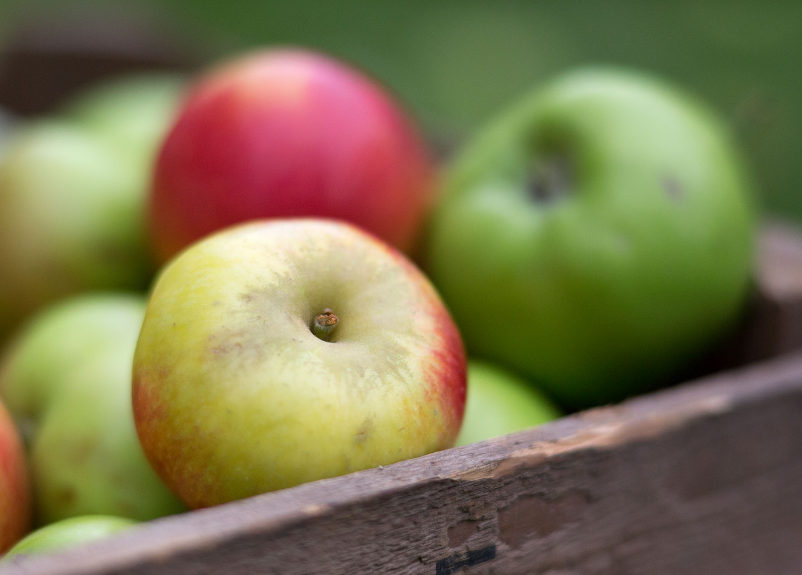 BOYS-AND-APPLES3